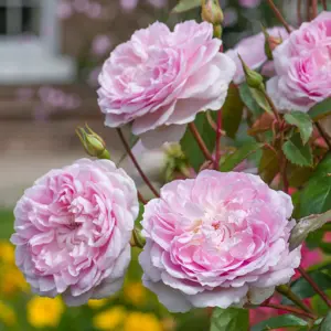 Image Credit: David Austin Roses