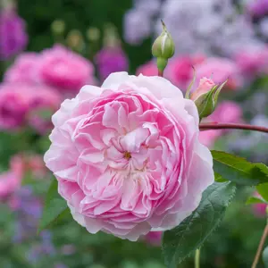 Image Credit: David Austin Roses