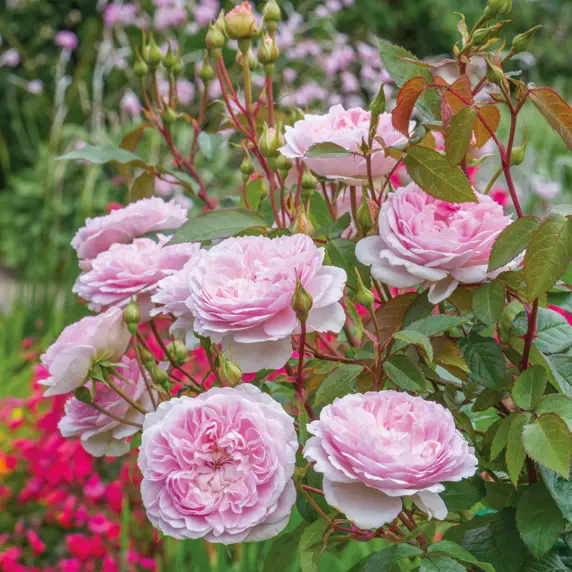 Image Credit: David Austin Roses