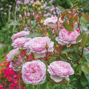 Image Credit: David Austin Roses