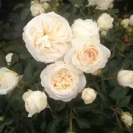 Rose 'Silver Anniversary' - HT 4.5L - image 1