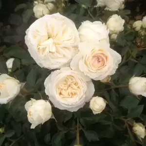 Rose 'Silver Anniversary' - HT 4.5L - image 1