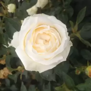Rose 'Silver Anniversary' - HT 4.5L - image 2