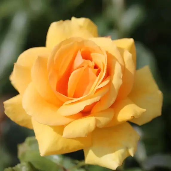 Rose 'Simply the Best' - HT 3L