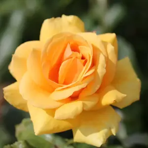 Rose 'Simply the Best' - HT 3L