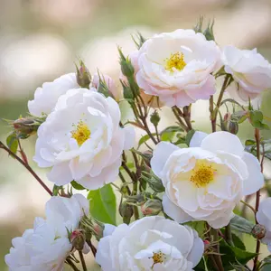 Image Credit: David Austin® Roses