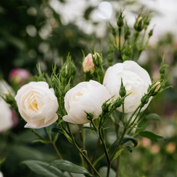 Image Credit: David Austin® Roses