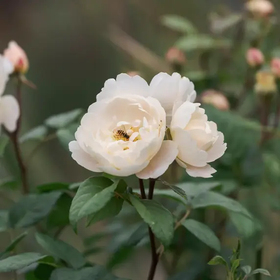 Image Credit: David Austin® Roses