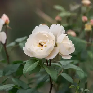Image Credit: David Austin® Roses