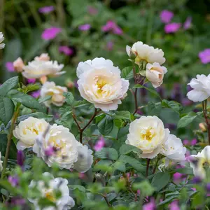 Image Credit: David Austin® Roses
