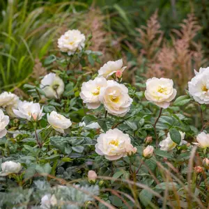 Image Credit: David Austin® Roses