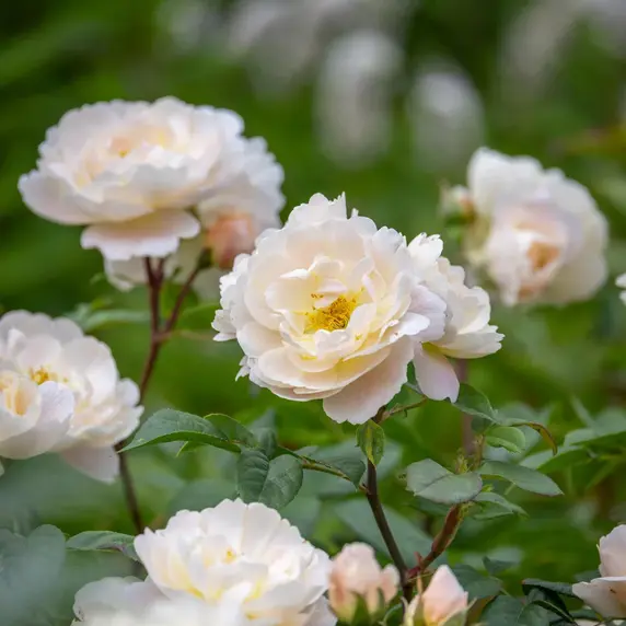 Image Credit: David Austin® Roses