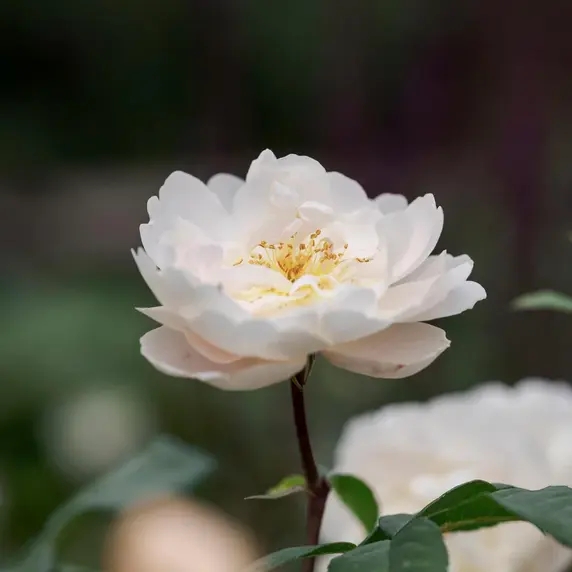 Image Credit: David Austin® Roses