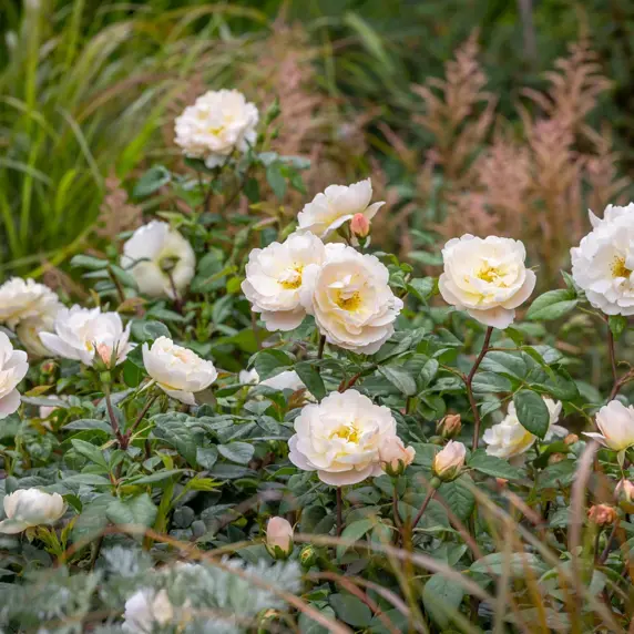 Image Credit: David Austin® Roses