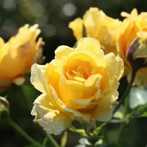 Rose 'Sommergold' - RAM - image 2