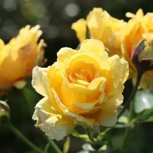 Rose 'Sommergold' - CLM - image 2