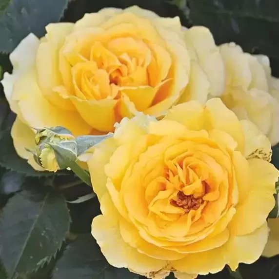 Rose 'Sommergold' - CLM - image 1
