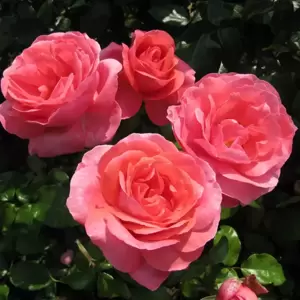 Rose 'Special Anniversary' - HT 3L