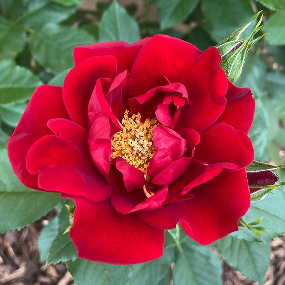 Rose 'Special Dad' - FL - image 1
