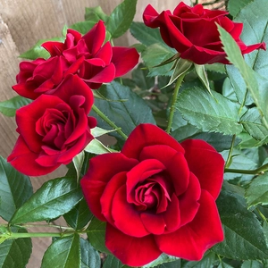 Rose 'Special Dad' - FL - image 2