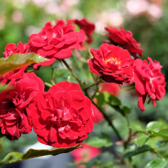 Rose 'Special Grandad' - FL