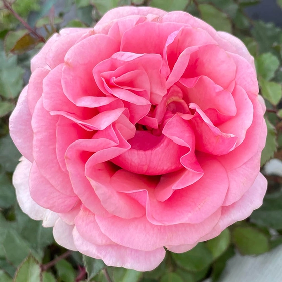 Image credit: Harkness Roses ©