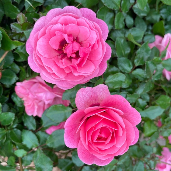 Image credit: Harkness Roses ©