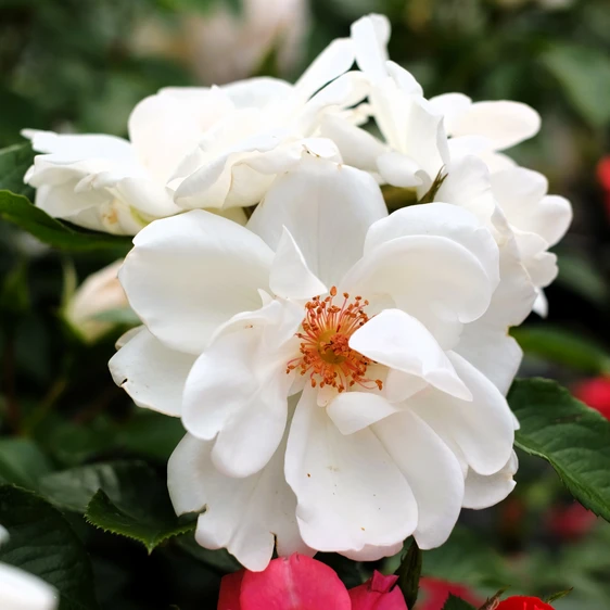 Rose 'Starlight Symphony' - CLM