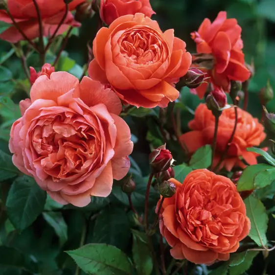 Picture Credit - David Austin® Roses