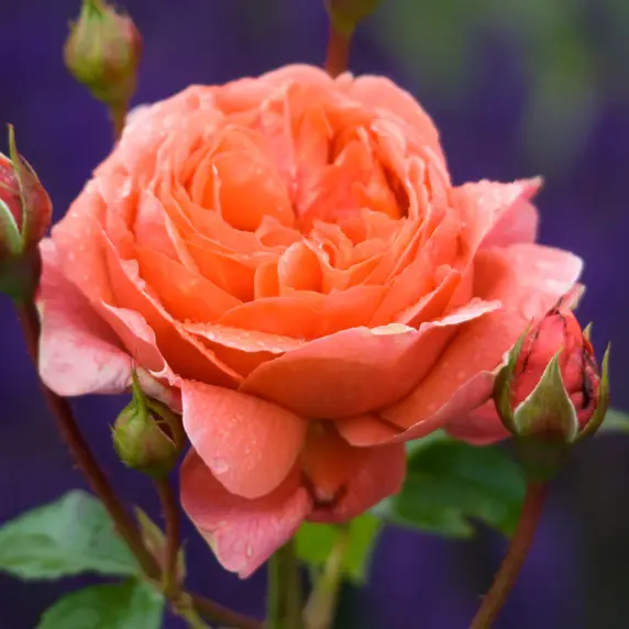 Rose 'Summer Song' - SH - image 3