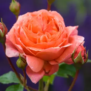 Rose 'Summer Song' - SH - image 3