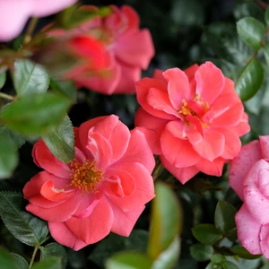 Rose 'Summer Sweetheart' - CLM