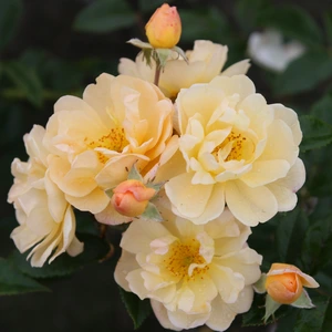 Rose 'Sunny Siluetta' - RAM