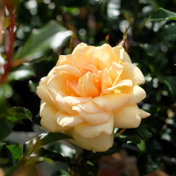Rose 'Susie' - CLM