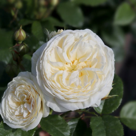 Image Credit - Henry Street Nursery©