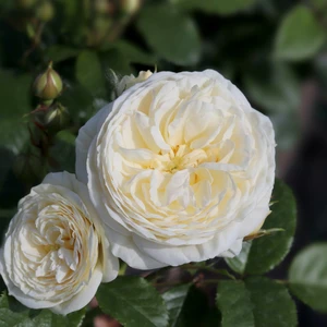 Image Credit - Henry Street Nursery©