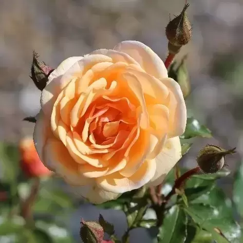 Rose 'Sweet Honey' -FL