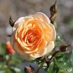 Rose 'Sweet Honey' -FL