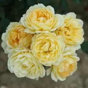 Rose 'Sweet Memories' - PAT 3L