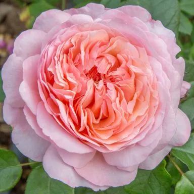 Rose 'Sweet Romantica'® - HT