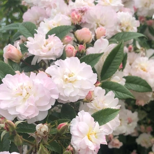 Rose 'Sweet Siluetta' - RAM