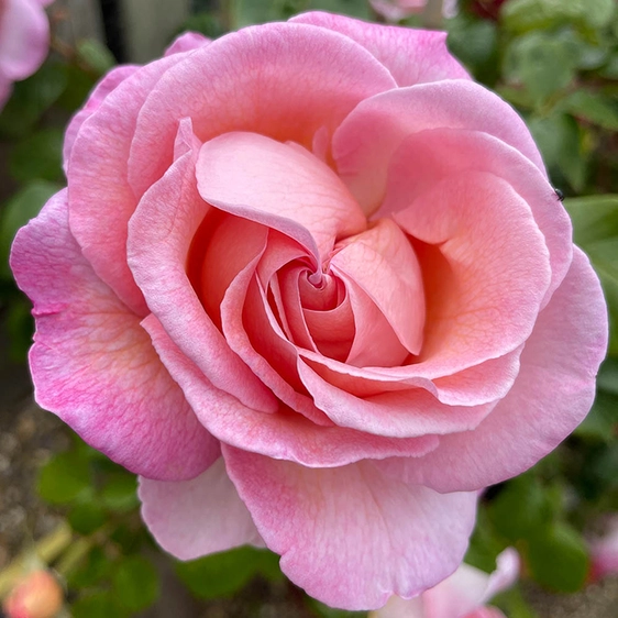 Image Credit - Harkness Roses©