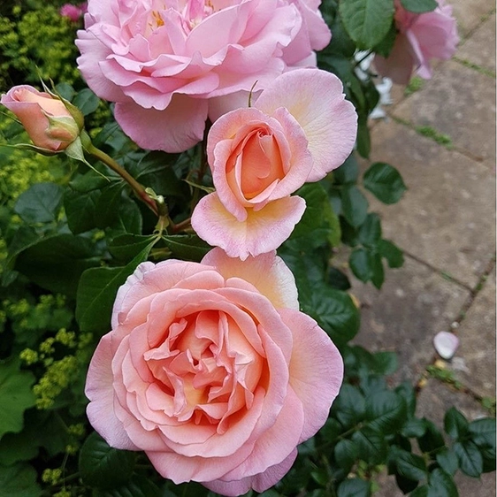 Image Credit - Harkness Roses©