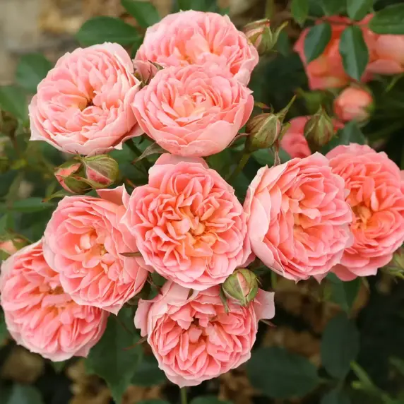 Rose 'Sweet Wonder' - PAT