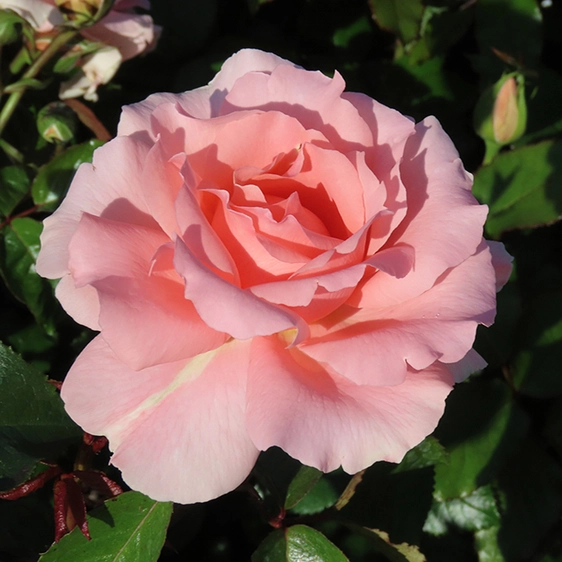 Image credit: Harkness Roses ©