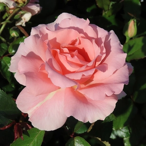 Image credit: Harkness Roses ©
