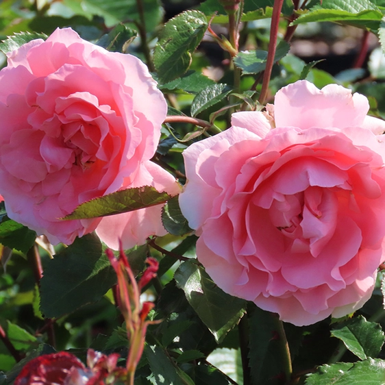 Image credit: Harkness Roses ©