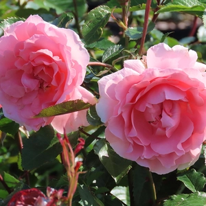 Image credit: Harkness Roses ©