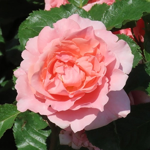 Image credit: Harkness Roses ©