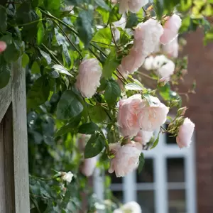 Picture Credit - David Austin Roses